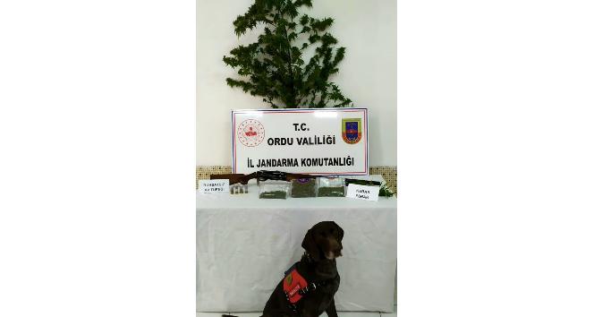 Ordu’da uyuşturucu operasyonu: 2 gözaltı