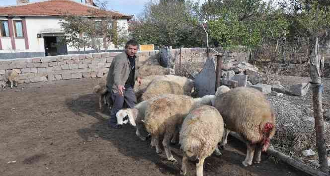 Ağıla giren kurtlar 13 koyunu telef etti