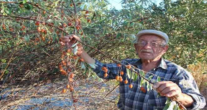Şifa kaynağı iğde ağaçları her geçen gün azalıyor