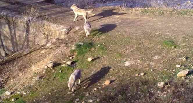 Bingöl’de yaban hayatı fotokapanlara yansıdı