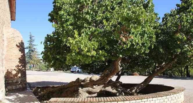 Kadir Gecesi’nde secde ettiği rivayet edilen dut ağacının hikayesi herkesi şaşırtıyor