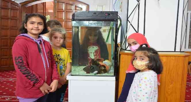 İmam, çocuklar için camiye akvaryum yaptırdı