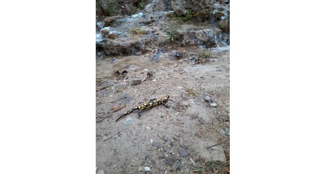 Tunceli’de benekli semender görüntülendi