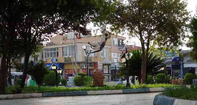 Böcekleri zıplayarak yakalamaya çalışan kedi tebessüm ettirdi