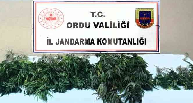 Ordu’da izinsiz kenevir ekimine geçit yok