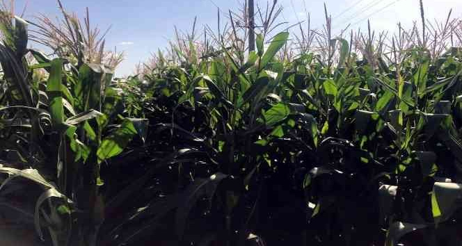 1370 dekar alandan 7 bin ton mısır silajı üretildi