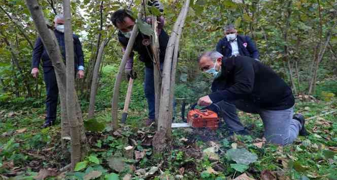 Ordu Valisi fındık sürgünü temizledi