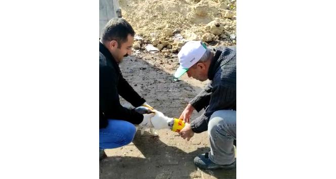 Kafası teneke kutuya sıkışan kediyi, İlçe Orman Şefliği ekipleri kurtardı