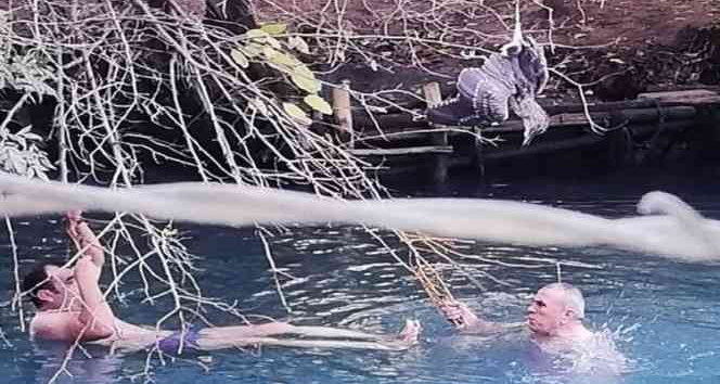 Nesli tükenmekte olan ’balaban kuşu’ yaralı halde bulundu