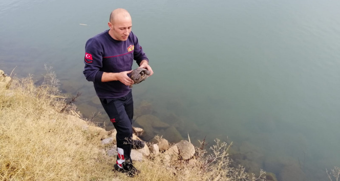 İtfaiye ekipleri asfaltta dolaşan kaplumbağayı kurtardı
