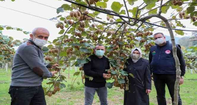 Ordu’da kivi hasadı başladı