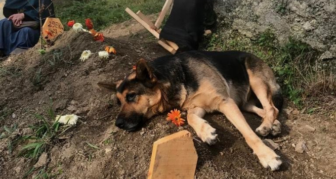 Vefalı köpek, ölen sahibinin mezarı başından müşterek an olsun ayrılmıyor