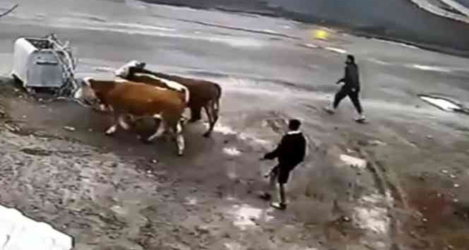 Ardahan’da hayvan hırsızları tutuklandı