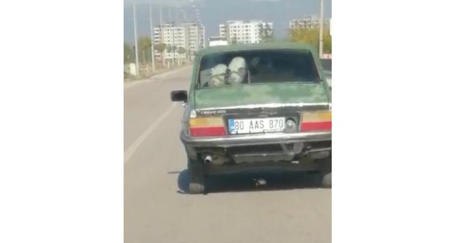 Otomobilin arka koltuğuna bir değil iki dana oturttu