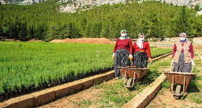 Orman yangınlarında yok olan bir ağaç karşılığı bin fidan yetiştiriliyor