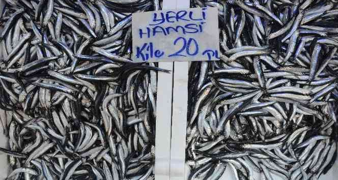 Ordu’da hamsi 20 liraya yükseldi