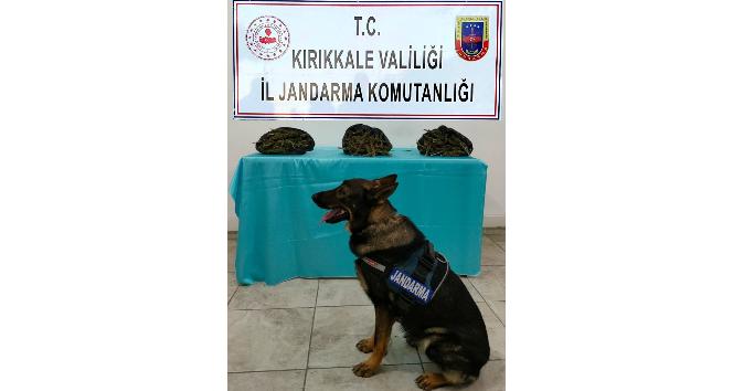 Narkotik köpeği ’Tepe’ ile otobüste arama yapan jandarma, ’kubar esrar’ buldu