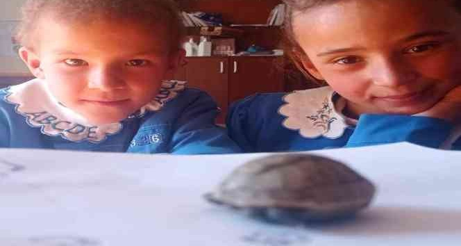 Yavru kaplumbağaya öğretmen ve öğrenciler sahip çıktı