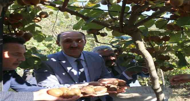 Adana’nın "kivi" köyünde hasat başladı