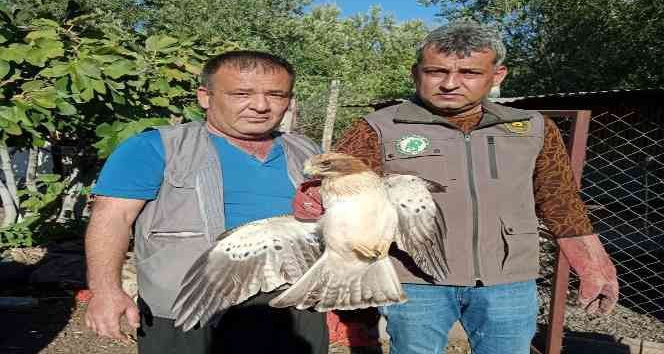 Yaralı kartal tedavi altına alındı