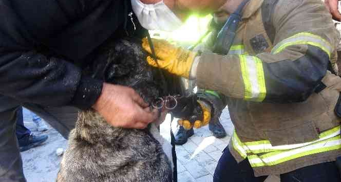 Dumandan etkilenen köpeğe oksijen maskeli müdahale