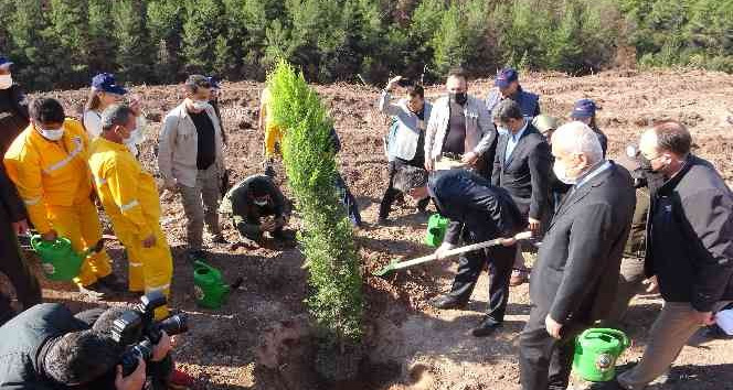 Osmaniye’de yanan ormanlık alanda fidanlar toprakla buluştu