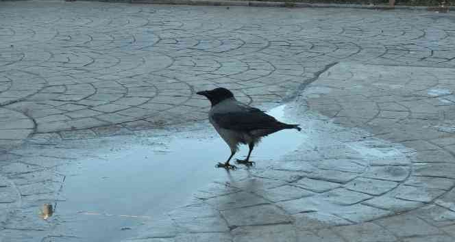 Haylaz karga ‘Şeref’, esnafın neşe kaynağı