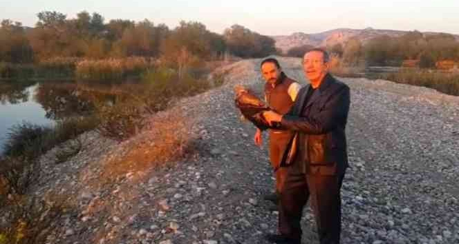 Tedavisi tamamlanan kartal doğaya salındı