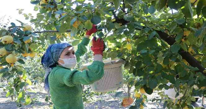 Kahramanmaraş’ta ayva hasadı başladı