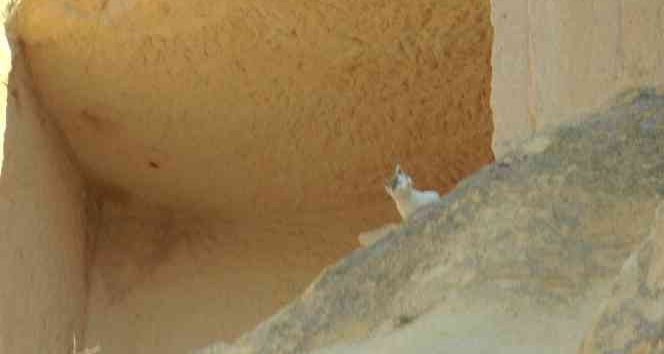 Kilisede mahsur kalan kediyi itfaiye ekipleri kurtardı