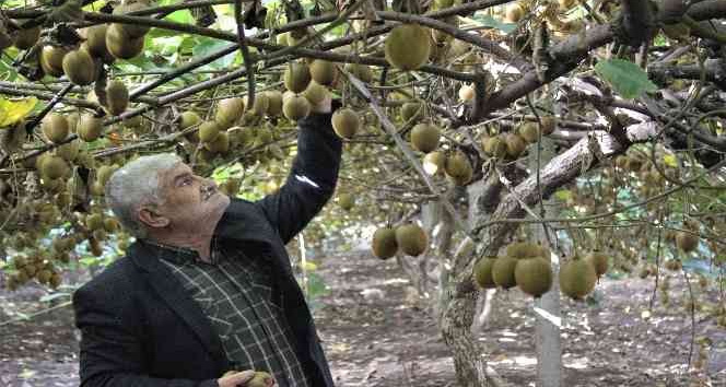 (Özel) 10 dönüm bahçeden 280 bin lira kazandı