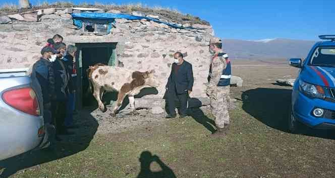 Ardahan’da çalınan büyükbaş hayvanlar bulundu