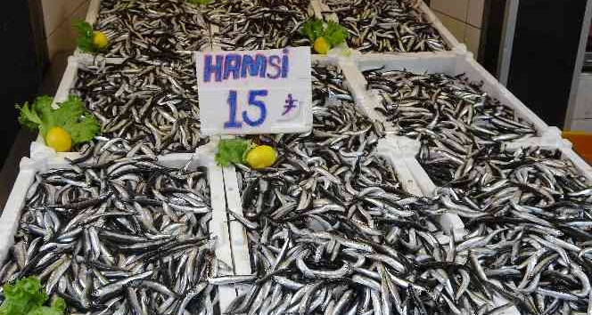 Ordu’da hamsinin kilosu 15 lira