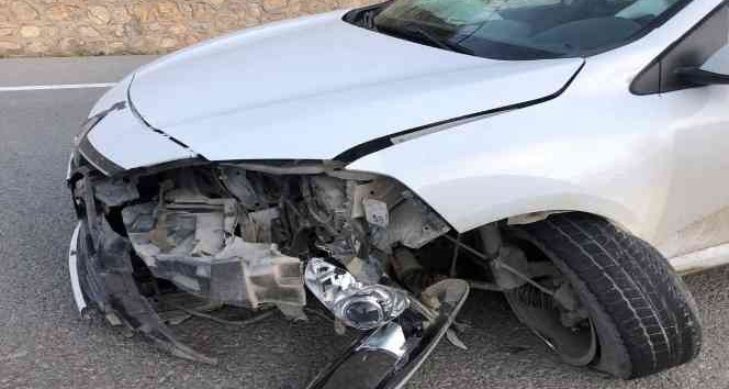 Otomobilin çarptığı yavru ayı telef oldu