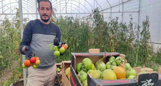 Devlet desteğiyle kurduğu serada dönüm başına 15 ton domates üretiyor