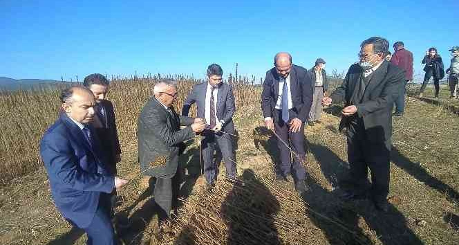 Kastamonu’da kenevir sökümü devam ediyor