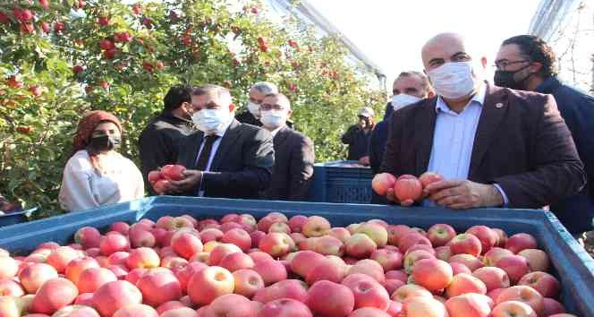 Türkiye’nin en büyük elma bahçesinde son hasat yapıldı
