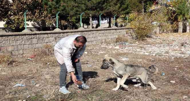 Hedefi ilçede aç hayvan bırakmamak