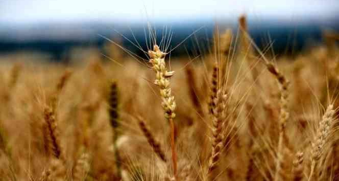 Edirne’de buğday 4 lira 51 kuruştan satıldı