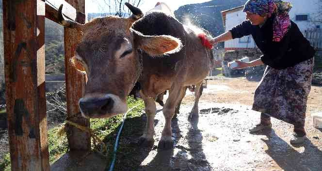 Kara kazanda ısıttıkları sularla inekleri bebek gibi yıkıyorlar