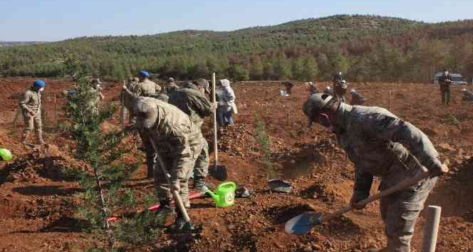 Jandarmadan fidan dikme etkinliği