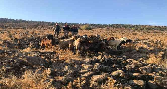 Kurt saldırısında kaybolan hayvanlar bulundu