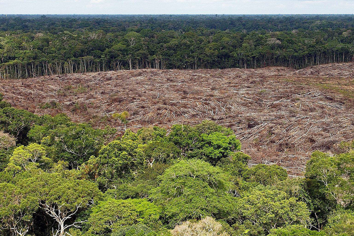 Amazonlar&#039;da ormansızlaşma son 15 yılın en kötü seviyesinde