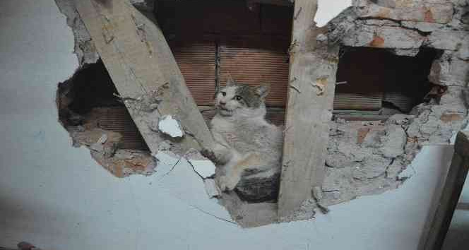 İki evin duvarı arasına sıkışan kedi kurtarıldı
