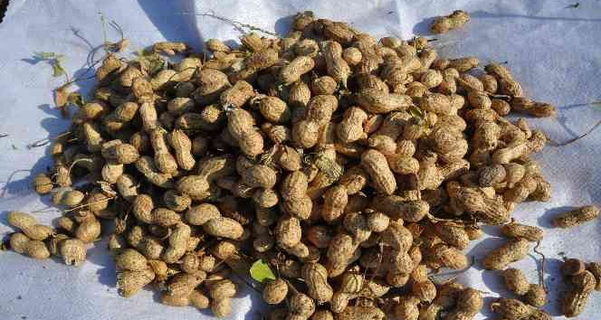 Gübreden ve sudan tasarruf için mısır yerine yer fıstığı