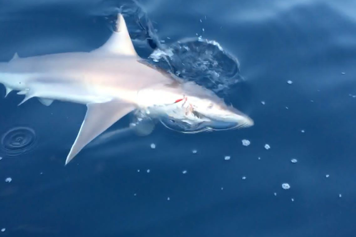 Amatör balıkçı 1,5 metrelik köpek balığı yakaladı