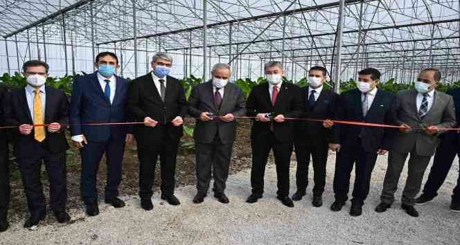 Bakan Yardımcısı Tunç, OSB’de kurulan muz serasının açılışını yaptı