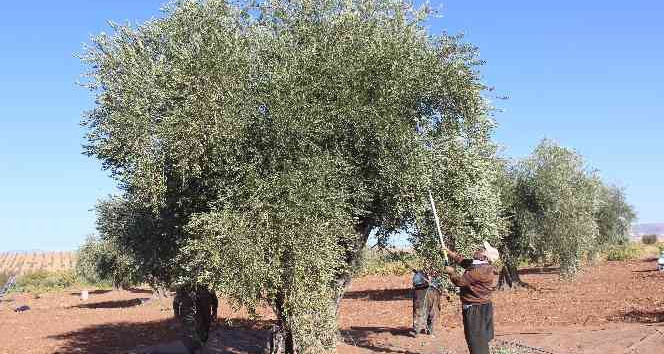 Zeytin hasadına yağmur engeli