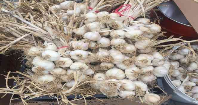 Deneme amaçlı ektiği sarımsak ek gelir kapısı oldu