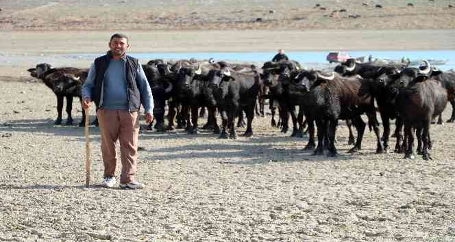 Suları çekilen baraj zemininde hayvanlarını otlatmak için 4 kilometre yol kat ediyor